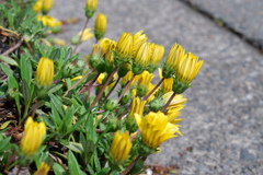 筆が開くのは頑張った証です 筆が開くのは頑張った証です