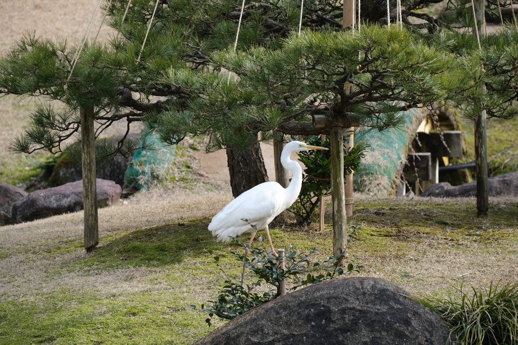 我が物顔で闊歩しています