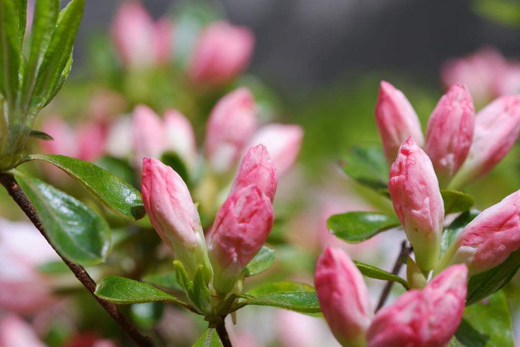 スクープ！ カニカマが生える植物を発見！！