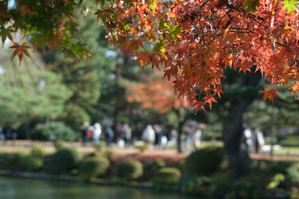 深まる秋の庭園に人々が集います