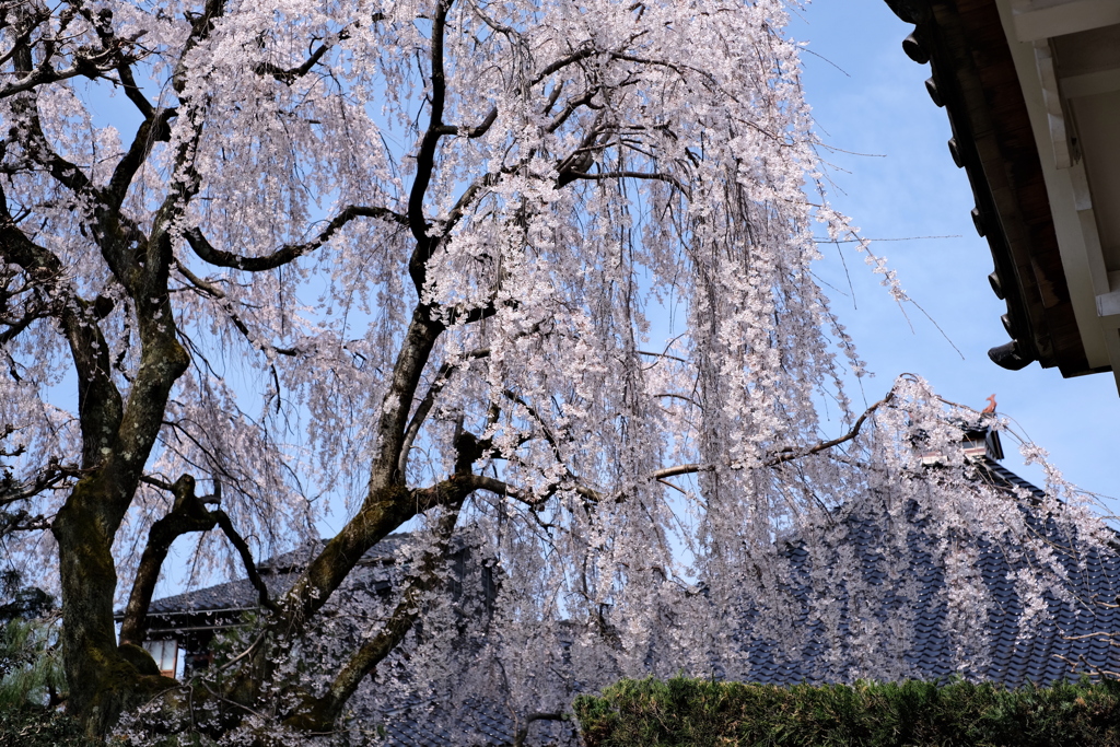 荘厳なその姿は幻術にあらず