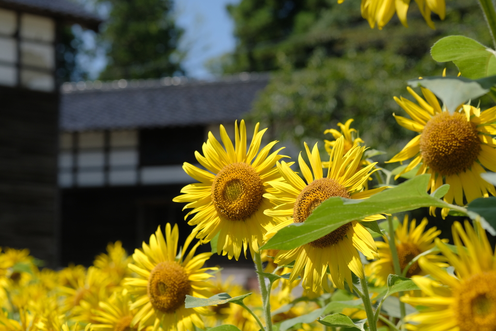 待望の夏がやって来た