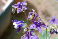 以前の写真からいくつか 以前の写真からいくつか