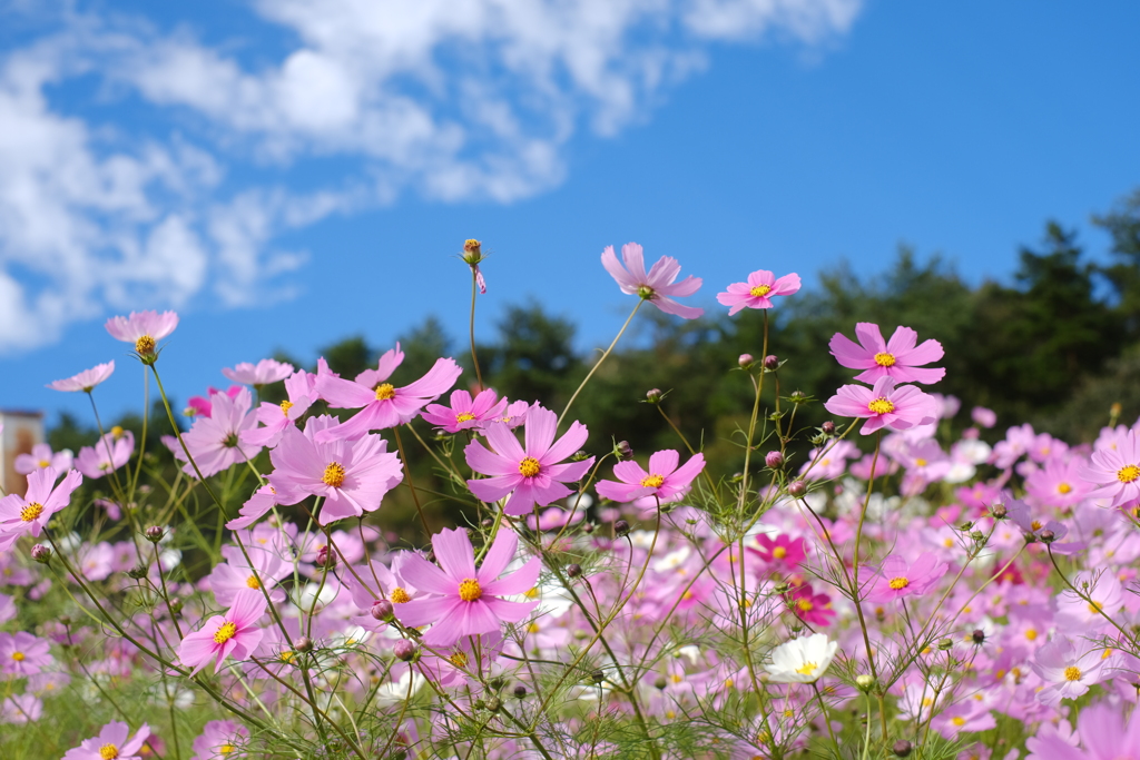 花の踊りはまだまだ続くよ