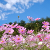 花の踊りはまだまだ続くよ