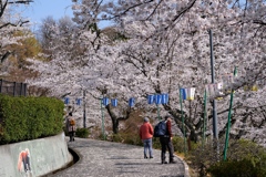 見上げる桜景色も素敵ですよ