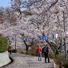 見上げる桜景色も素敵ですよ