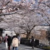 さぁ桜を愛でる旅に出発だ！
