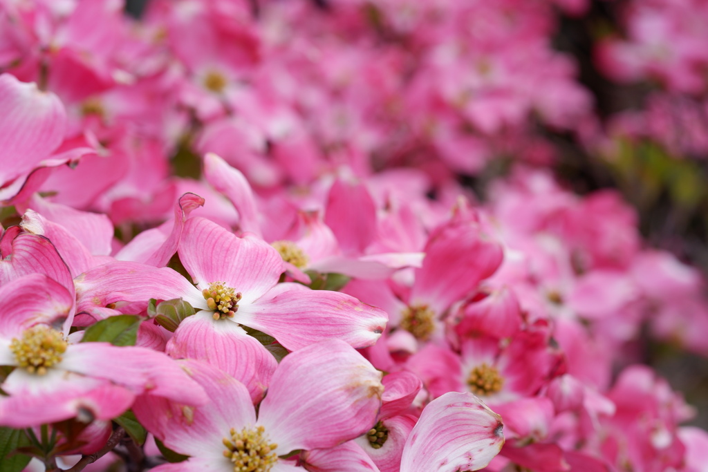 花であって花でなし