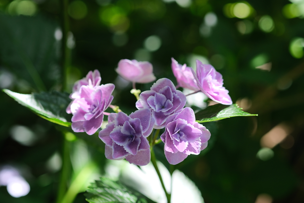 花咲く道の何と険しいことか