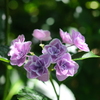 花咲く道の何と険しいことか