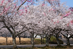 新しい人生の門出に桜を添えて
