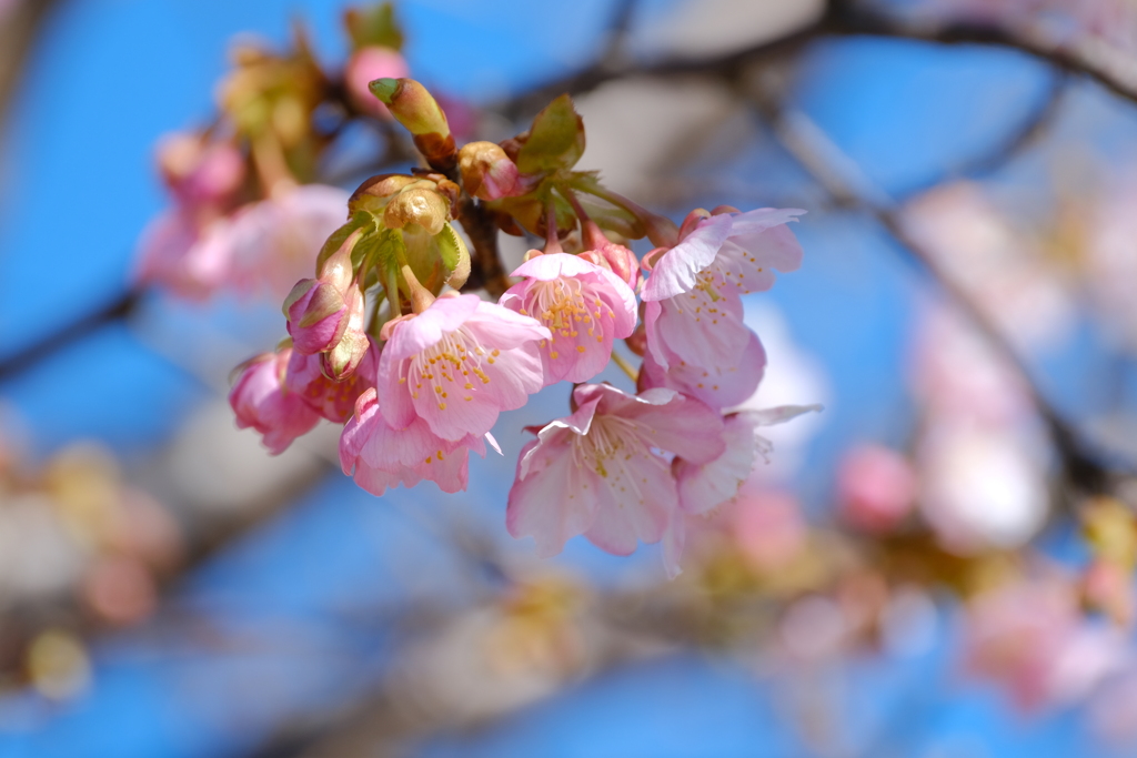 花開く姿に春の訪れを感じて