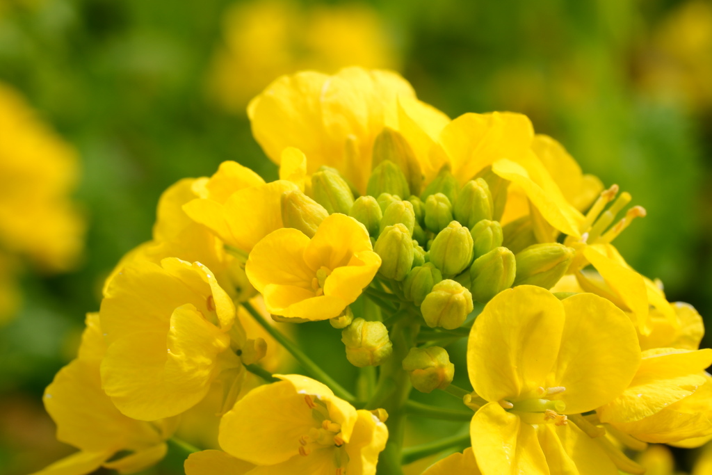 大家族の開花リレー