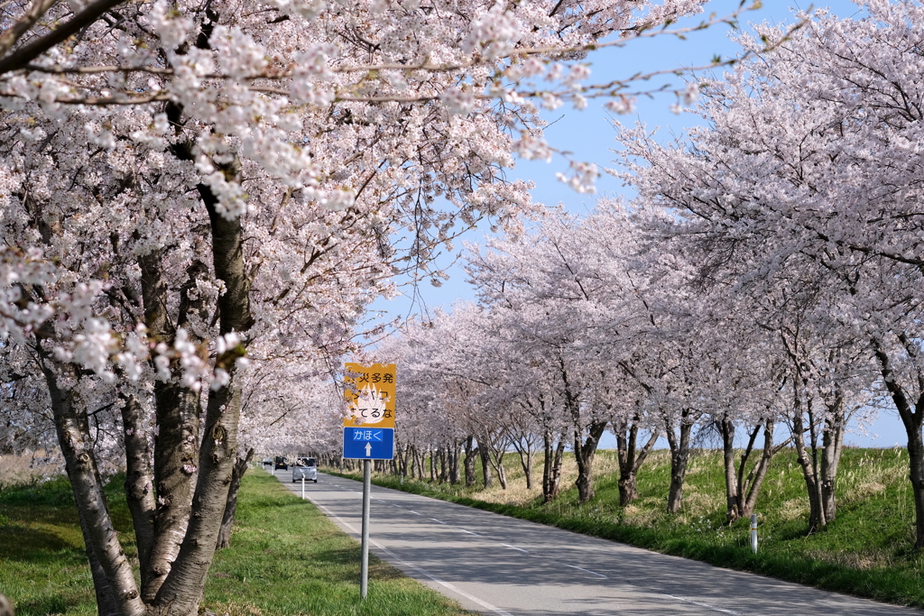 街から街へと渡り鳥のように走る