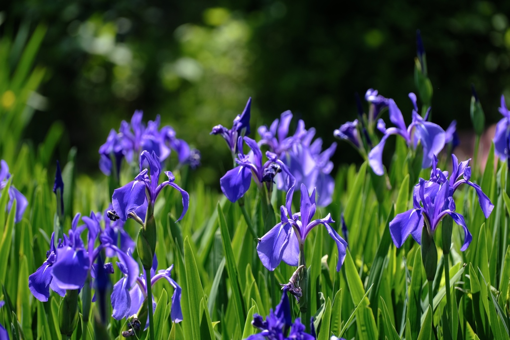 燕子花は空を舞う夢を見る？