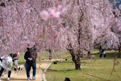 桜より私を見てよと伝えたい