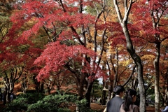 儚さと歓喜あふれる秋の散策