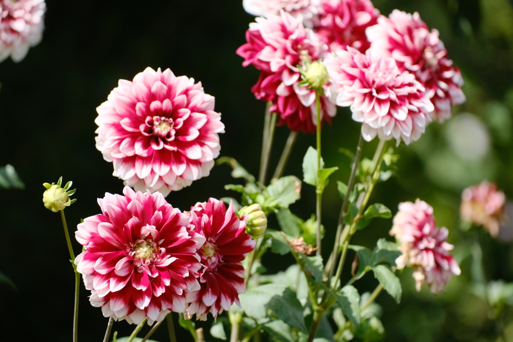 祝福の花びら増量しています