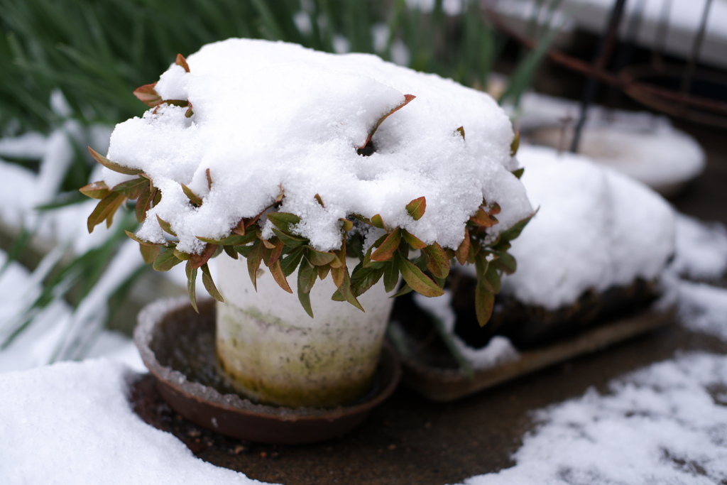 雪が詰まった鉢植えを適当に