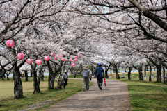 桜の木漏れ日に心躍る散策路