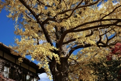 落ち葉ダイエットの途中です