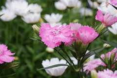 風と戯れる撫子の花