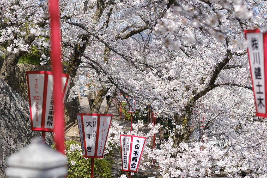 足取りも軽い桜の階段