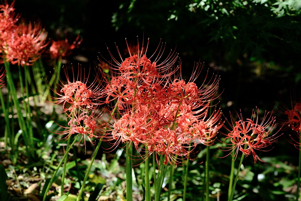 低い場所でも高嶺の花ですか