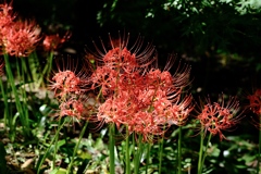 低い場所でも高嶺の花ですか