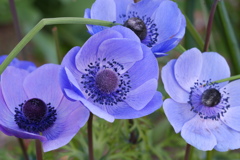 ねぇねぇ、一緒にお茶しない? ねぇねぇ、一緒にお茶しない?