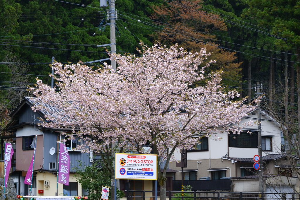 ボクの前に立たないでよ