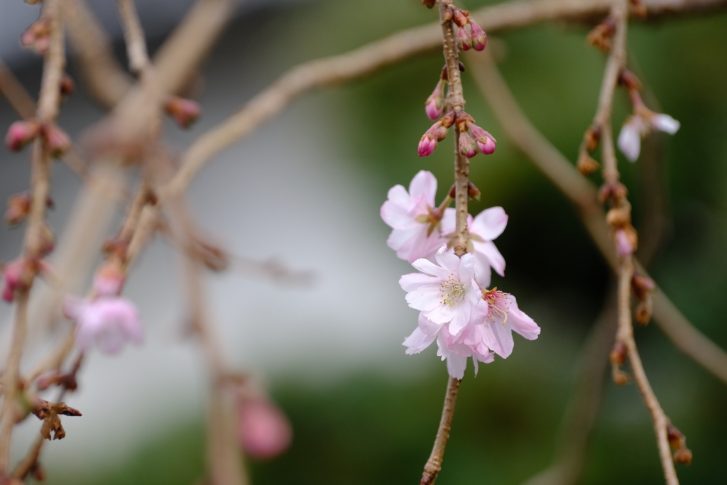 一月に咲いても十月桜ですよ