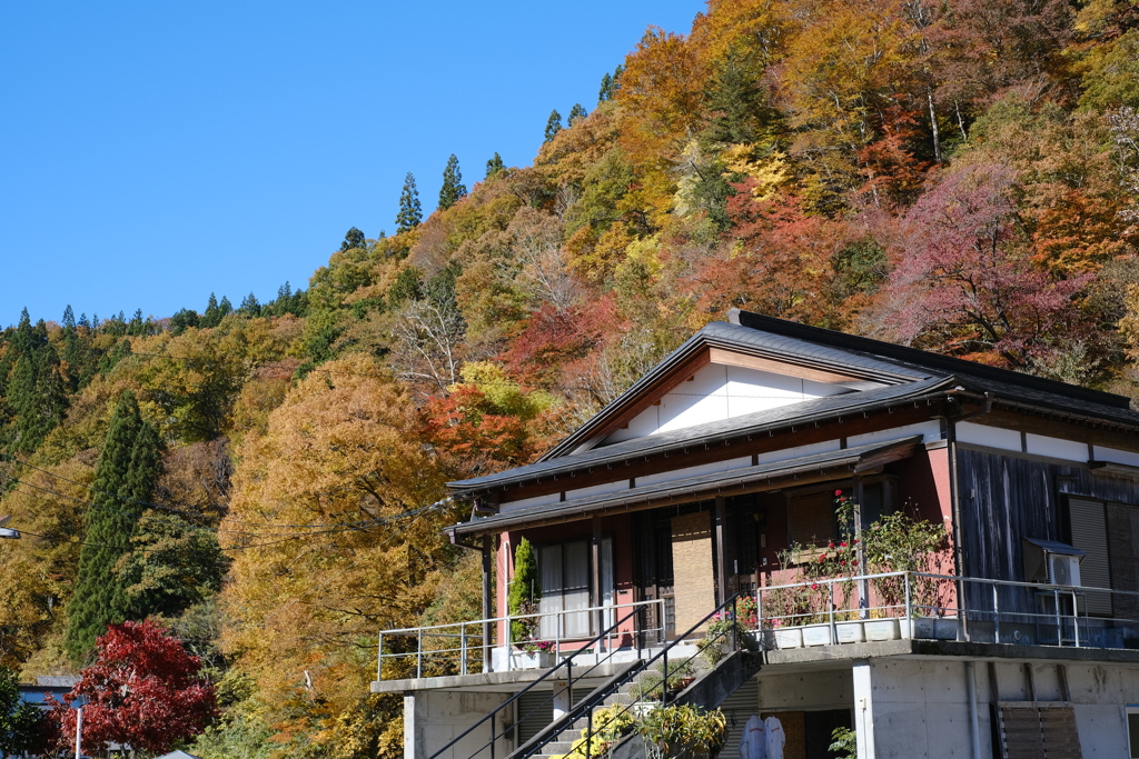 ダイナミックな紅葉が日常です