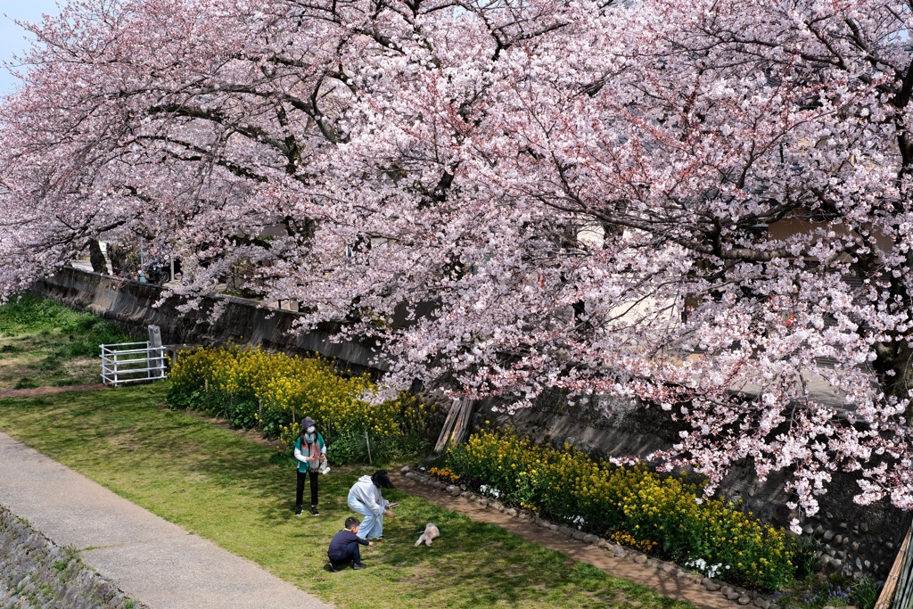 桜と菜の花で魅力の相乗効果