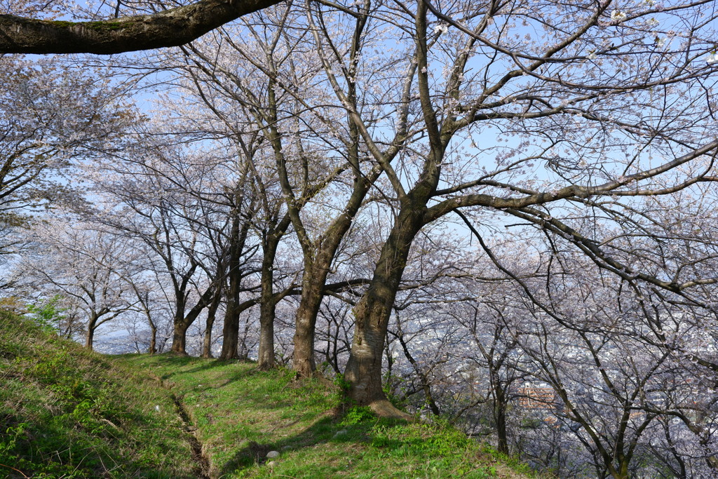 地上を見たい桜もうつむき加減