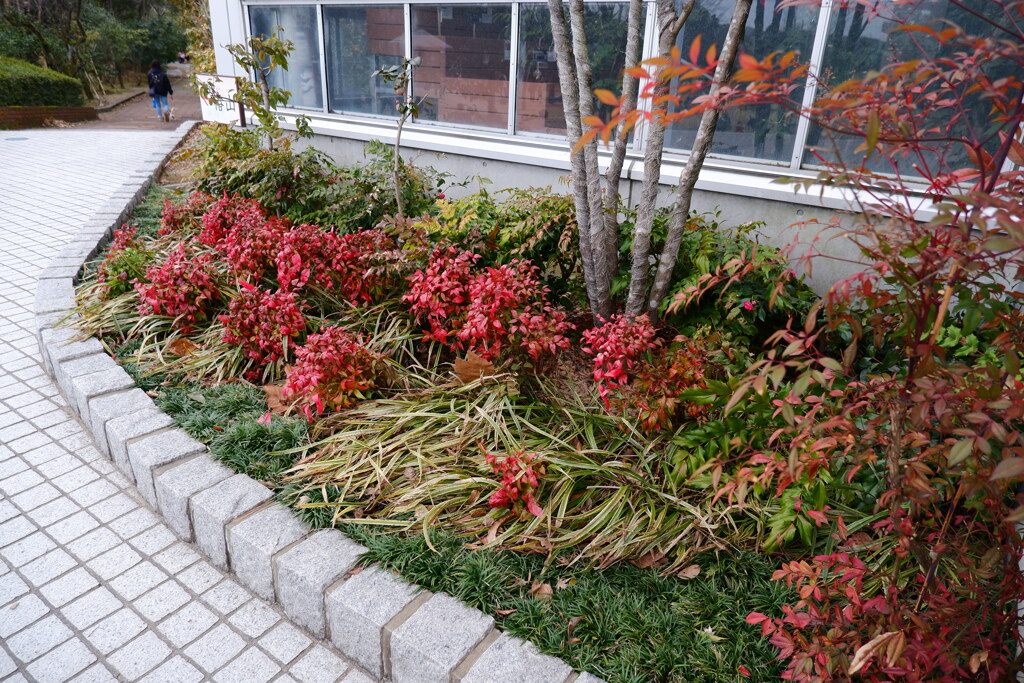 外の花壇をメリハリつけて