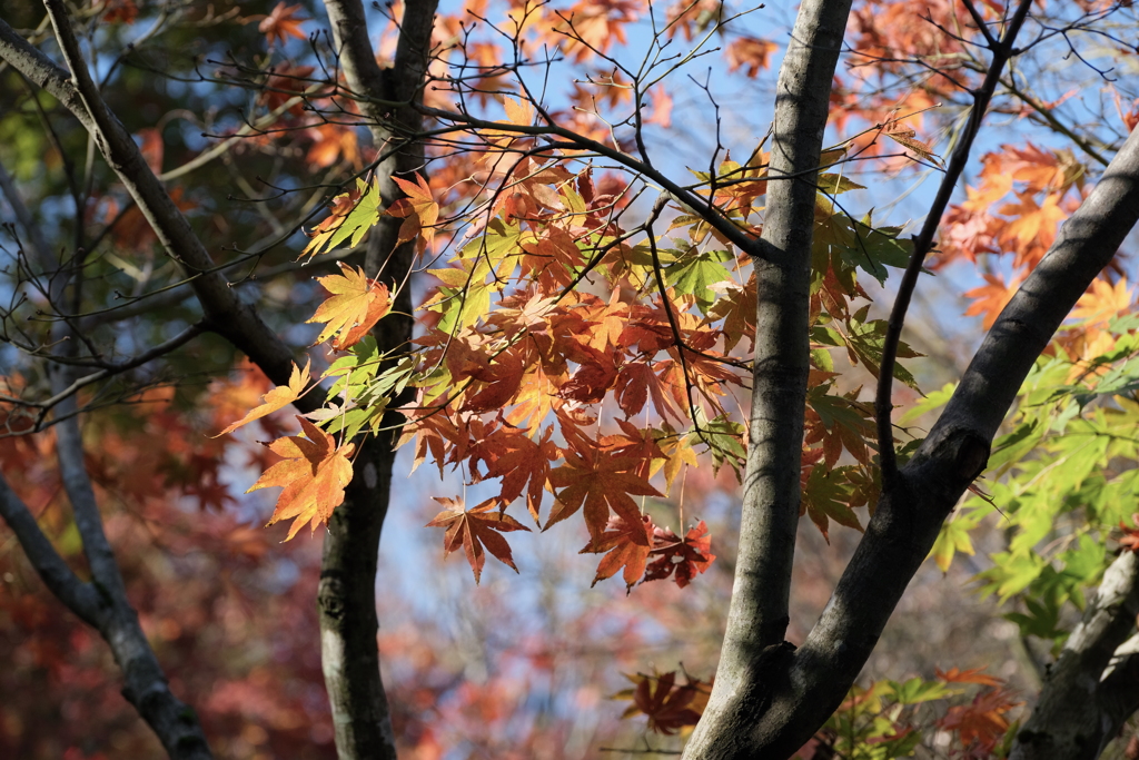 紅葉と黄葉、私はどっちかな