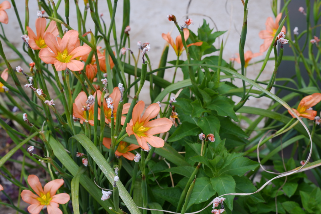 導火線へ陽を灯せば花開く