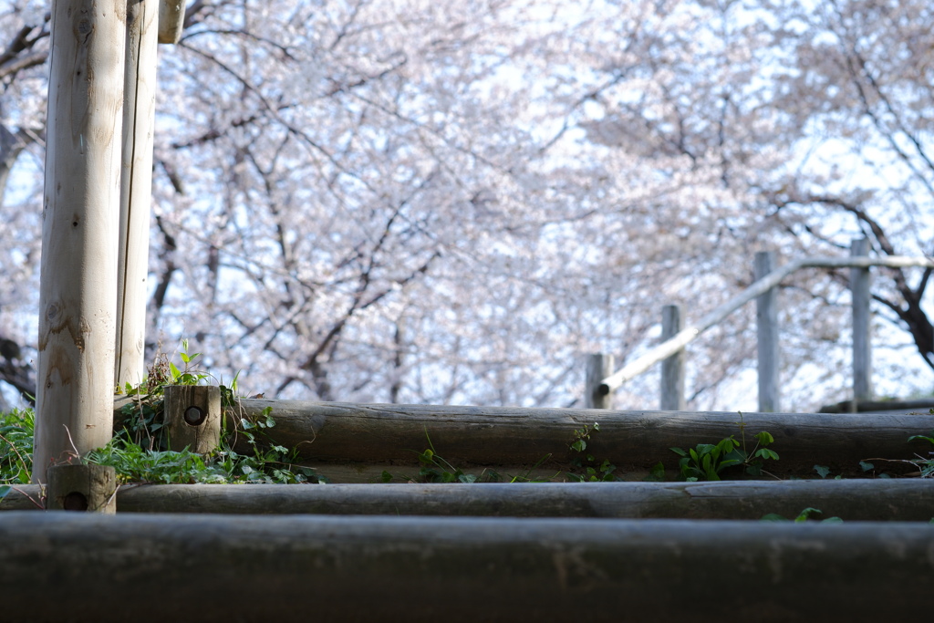 きらめく桜の園へようこそ