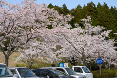 お車を綺麗にしておきますね