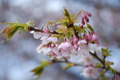 その桜はまどろみの中で
