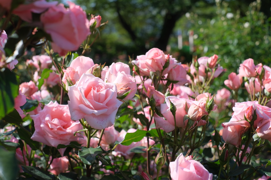 我らは刃もなき薔薇の騎士団