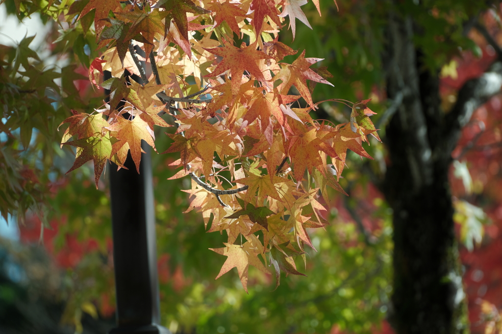 次の世代へと命を繋ぐ紅葉です