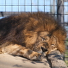 貫禄ある百獣の王でも居眠りします
