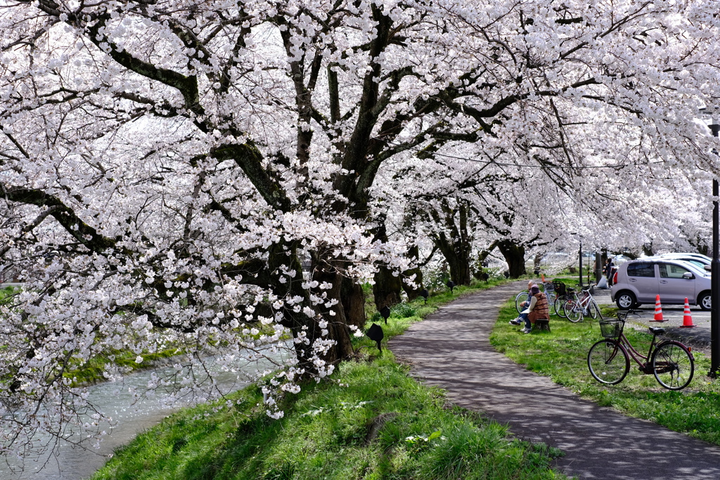 日常の中にある素敵な桜並木