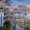 のんびり堪能する桜景色です
