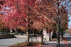 めぐる季節の姿にあやかって