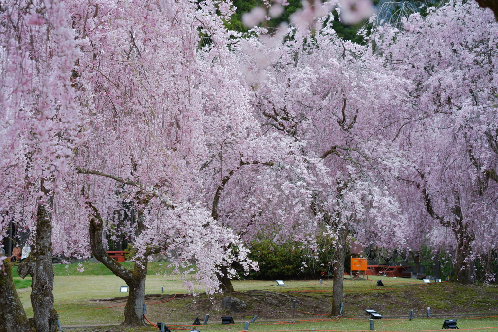 桜のしっぽが見える