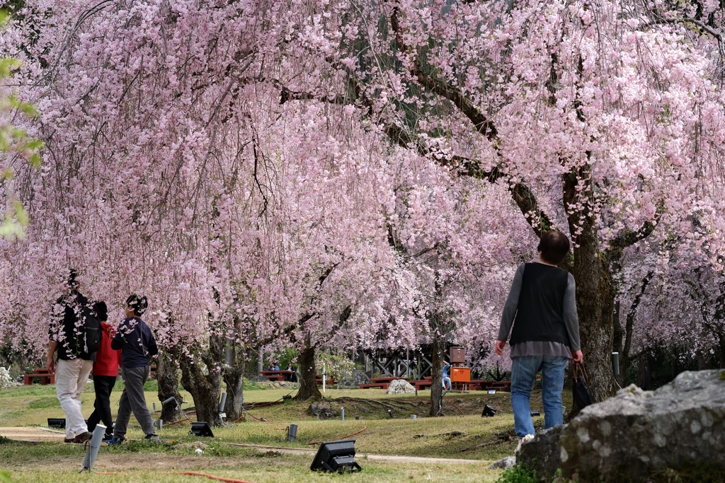 幻想的な桜ロードが導く先は